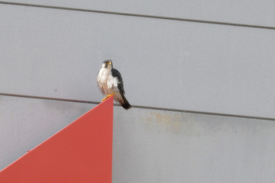DSC_7484.jpg