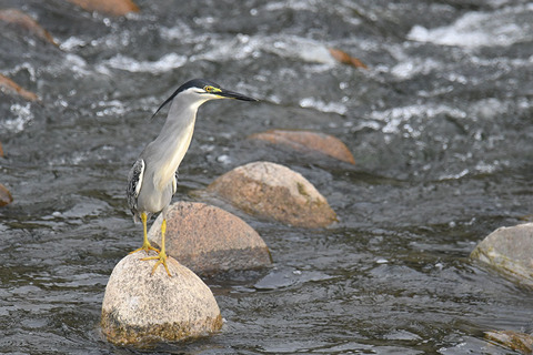 DSC_7488.jpg