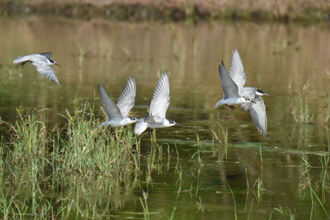 DSC_7493.jpg