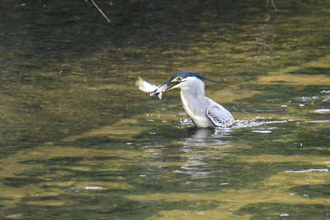 DSC_7500.jpg