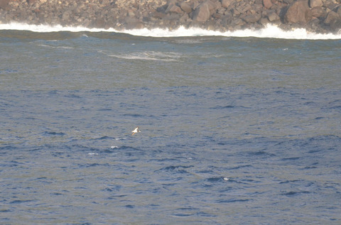 DSC_7512.jpg