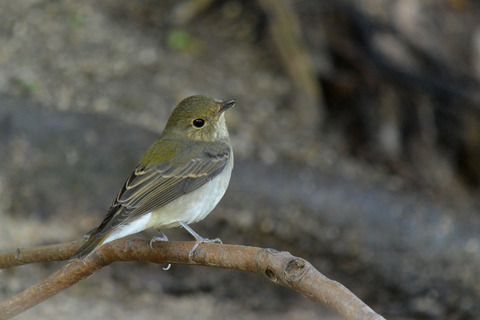 DSC_7523.jpg