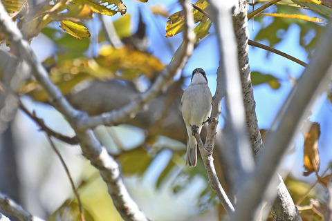 DSC_7527.jpg