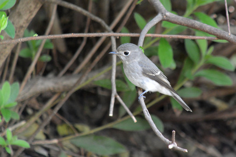 DSC_7546.jpg