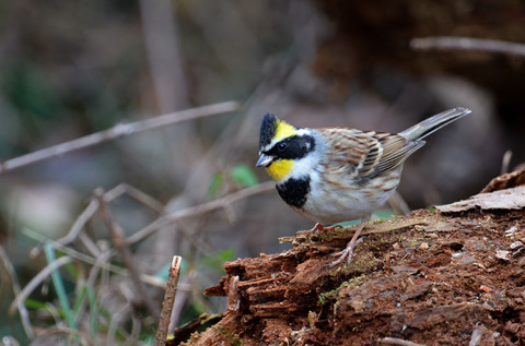 DSC_7595.jpg