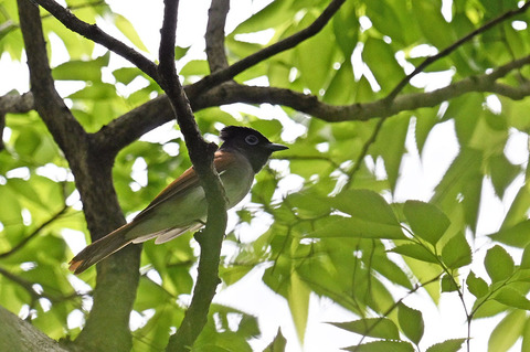 DSC_7606.jpg