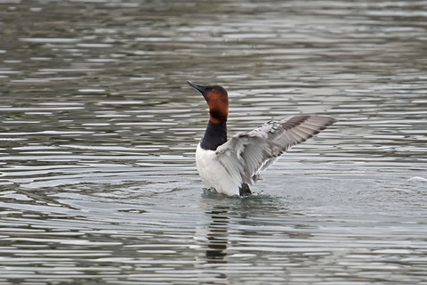 DSC_7651.jpg