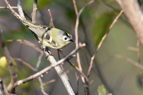DSC_7655.jpg