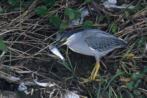 DSC_7670.jpg