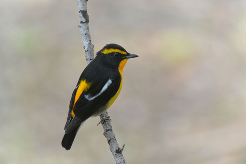 DSC_7726.jpg
