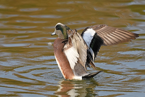 DSC_7730.jpg