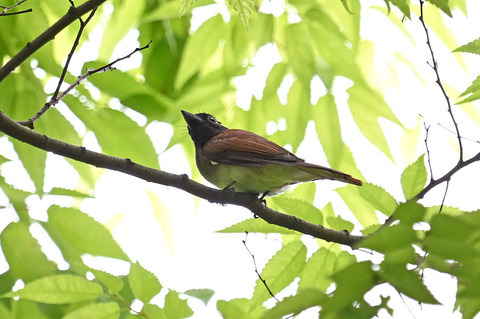 DSC_7739.jpg