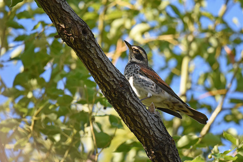 DSC_7755.jpg