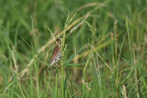 DSC_7776.jpg