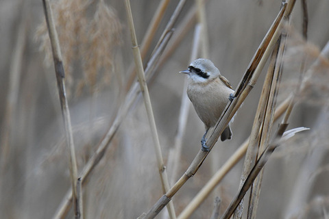 DSC_7777.jpg