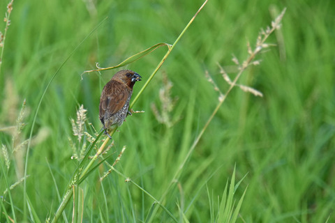 DSC_7784.jpg
