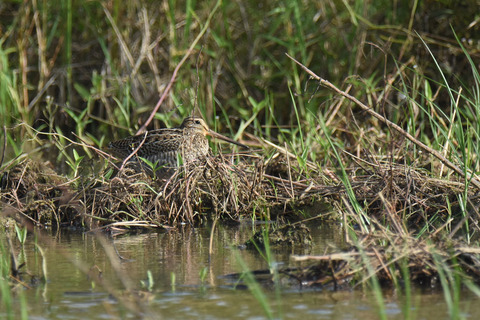 DSC_7787.jpg