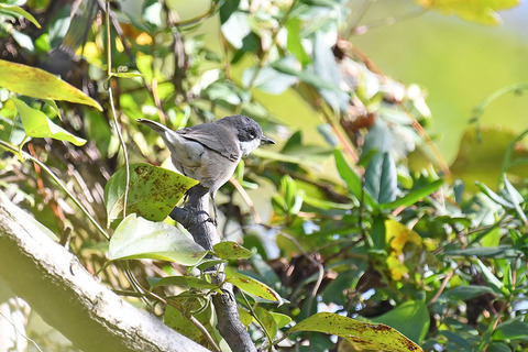 DSC_7800.jpg