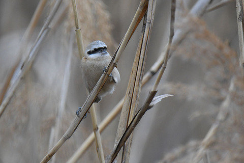 DSC_7801.jpg