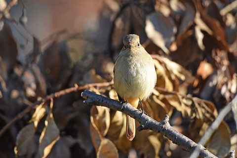 DSC_7804.jpg