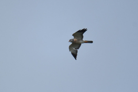 DSC_7819.jpg