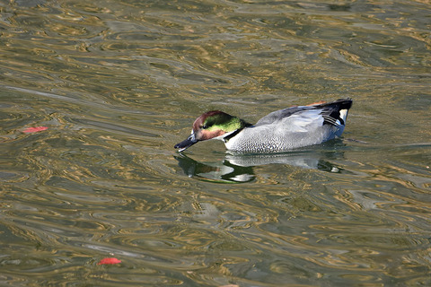 DSC_7847.jpg
