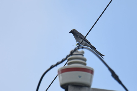 DSC_7863.jpg