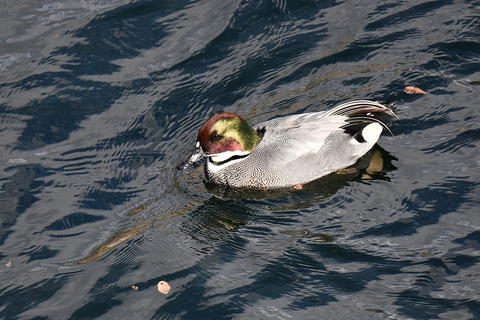 DSC_7878.jpg