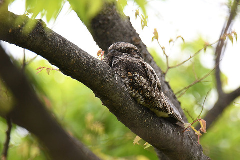 DSC_7918.jpg