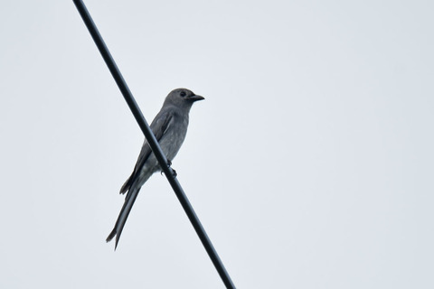 DSC_7945.jpg