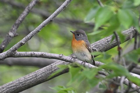 DSC_8005.jpg