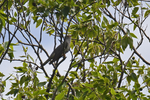 DSC_8008.jpg