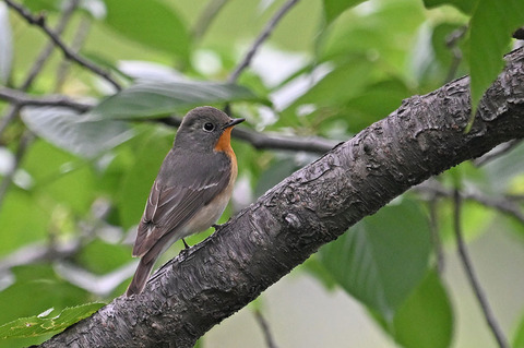 DSC_8042.jpg