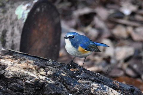 DSC_8043.jpg