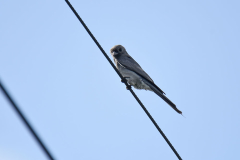 DSC_8045.jpg