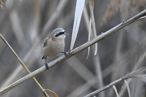 DSC_8056.jpg