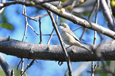 DSC_8118.jpg