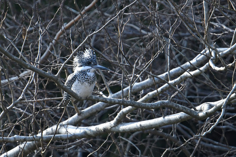 DSC_8124.jpg
