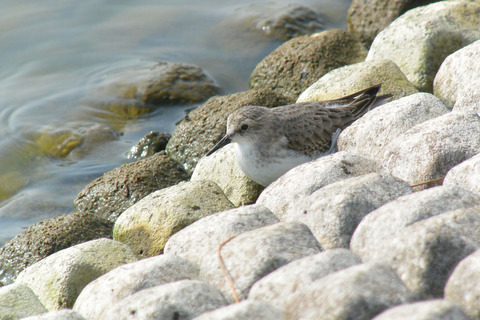 DSC_8133.jpg