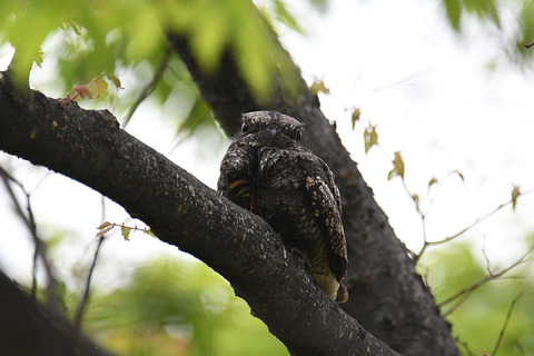 DSC_8205.jpg