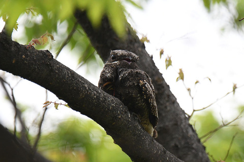 DSC_8207.jpg