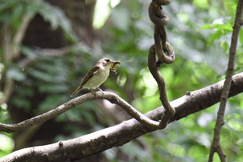 DSC_8208.jpg