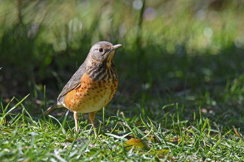 DSC_8235.jpg
