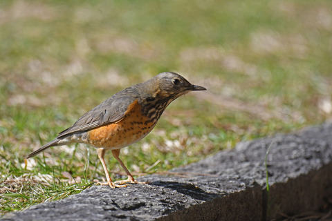 DSC_8245.jpg