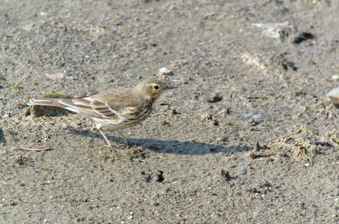 DSC_8251.jpg