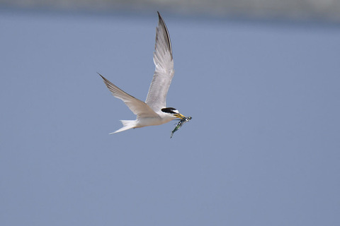 DSC_8270.jpg