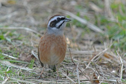 DSC_8347.jpg