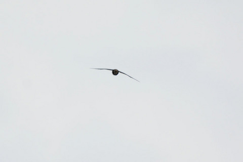 DSC_8358.jpg