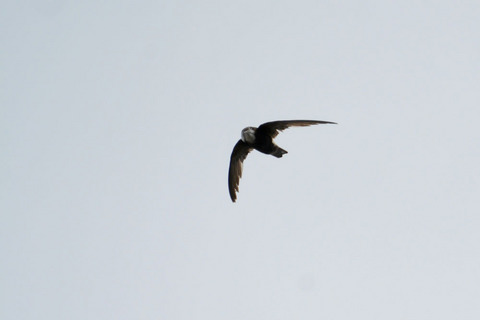 DSC_8382.jpg
