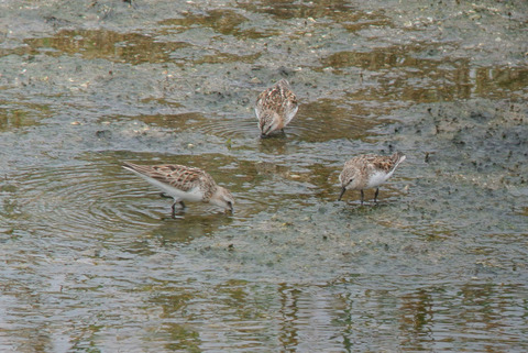 DSC_8387.jpg